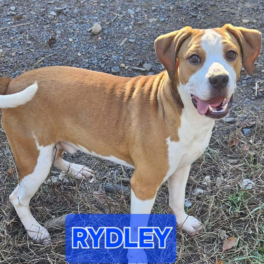 Enlarge Rydley, a Adoptable Mixed Breed in Perryville, AR image 2/3