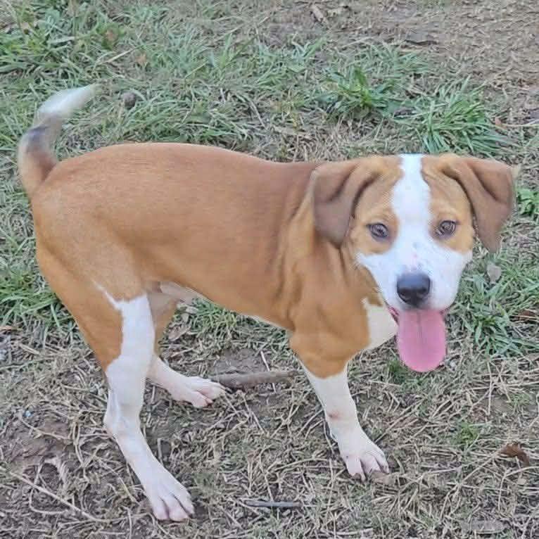 Enlarge Rydley, a Adoptable Mixed Breed in Perryville, AR image 3/3