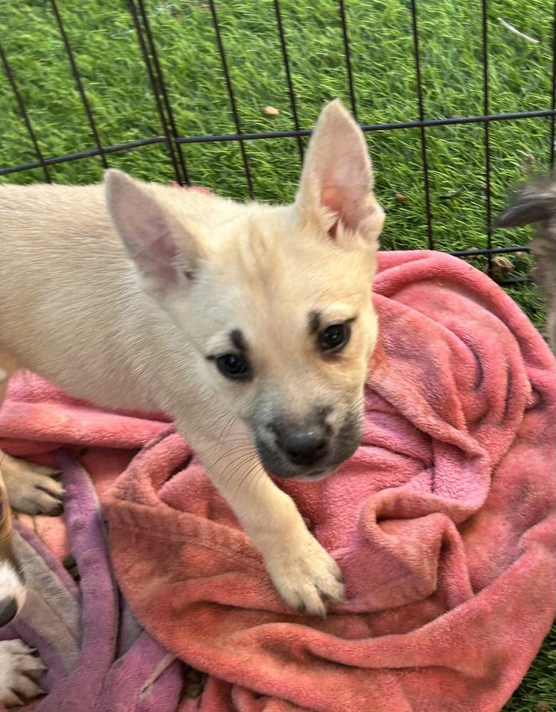 Paige, Adoptable, Puppy Female Australian Cattle Dog / Blue Heeler & Boxer.