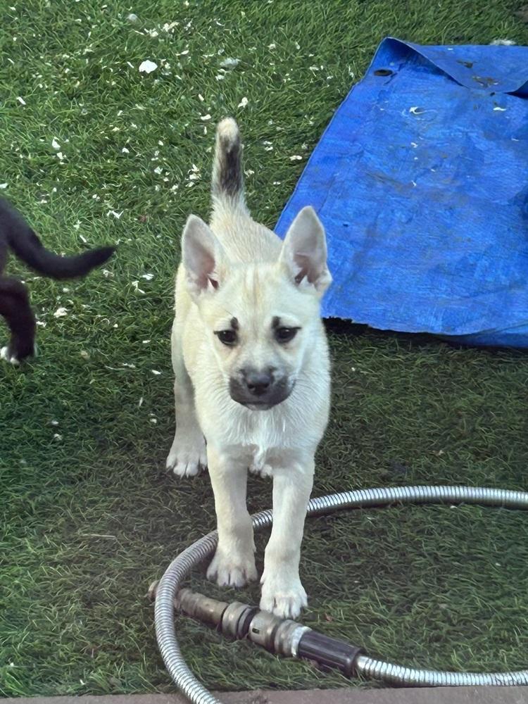 Enlarge Paige, a Adoptable mixed breed in San Diego, CA image 2/6