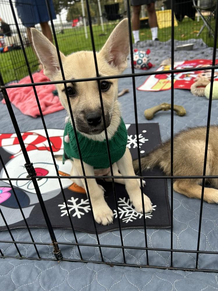 Enlarge Paige, a Adoptable mixed breed in San Diego, CA image 4/6