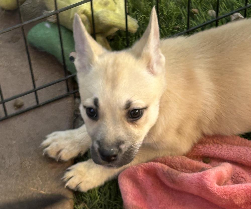 Enlarge Paige, a Adoptable mixed breed in San Diego, CA image 5/6