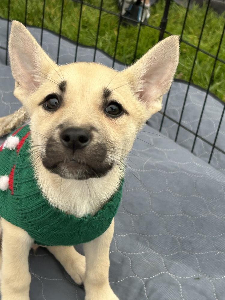 Enlarge Paige, a Adoptable mixed breed in San Diego, CA image 6/6