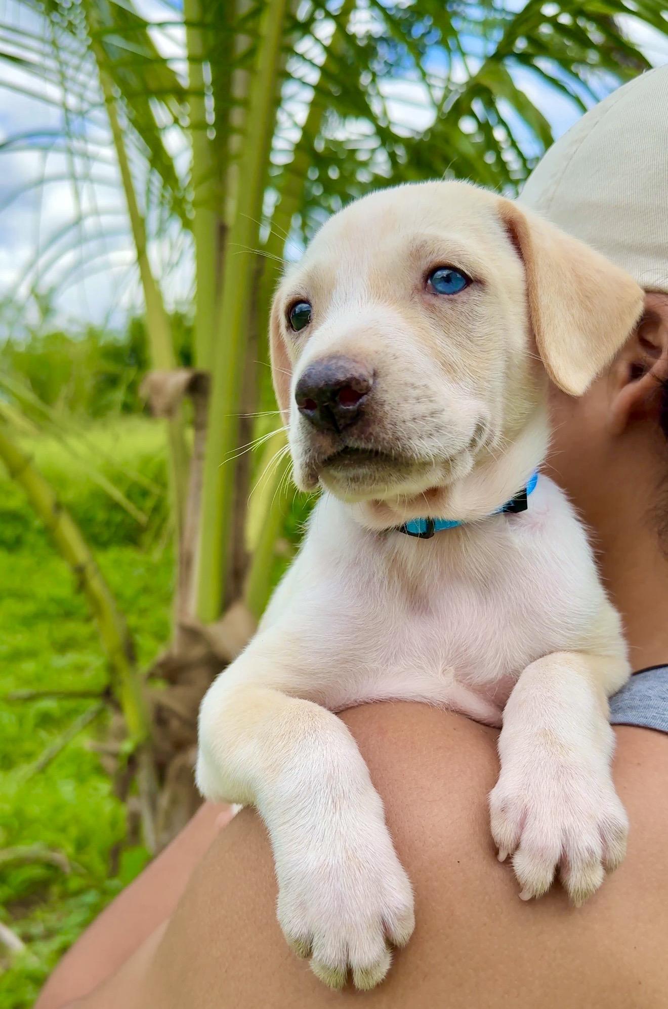 Bluey - 1 Blue Eye, Low Rider, Boy Puppy * LOW FEE *, Adoptable, Puppy Male Labrador Retriever & Dachshund.