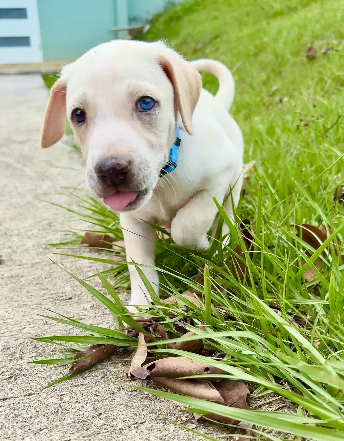 Enlarge Bluey - 1 Blue Eye, Low Rider, Boy Puppy * LOW FEE *, a Adoptable mixed breed in Boston, MA image 3/6