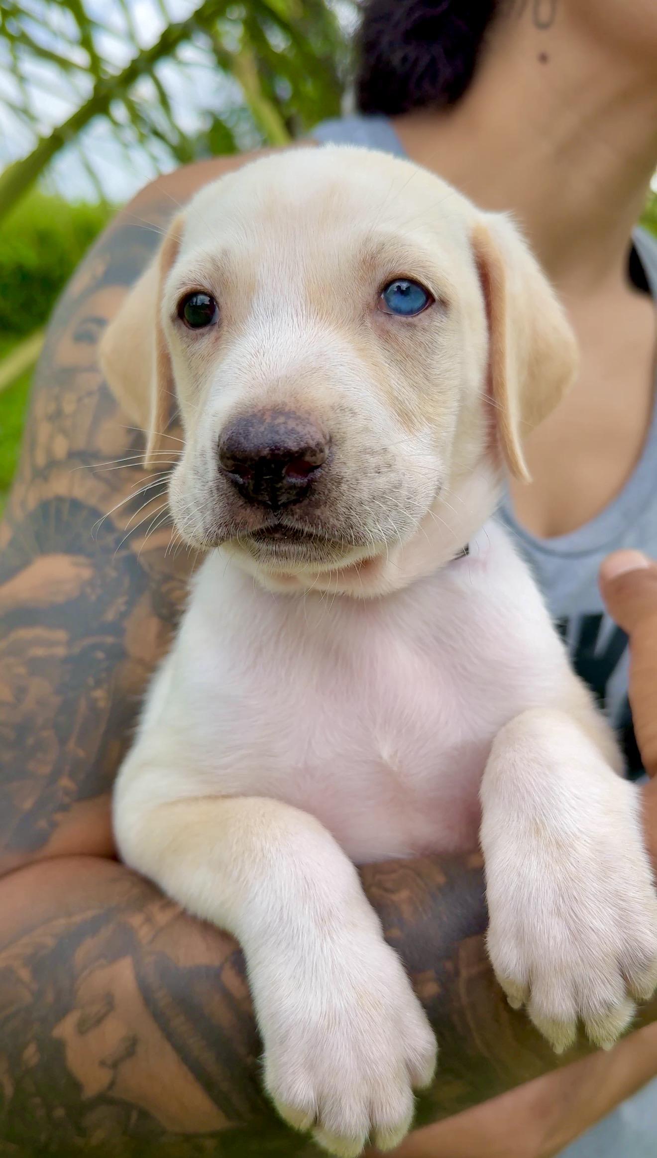 Enlarge Bluey - 1 Blue Eye, Low Rider, Boy Puppy * LOW FEE *, a Adoptable mixed breed in Boston, MA image 5/6