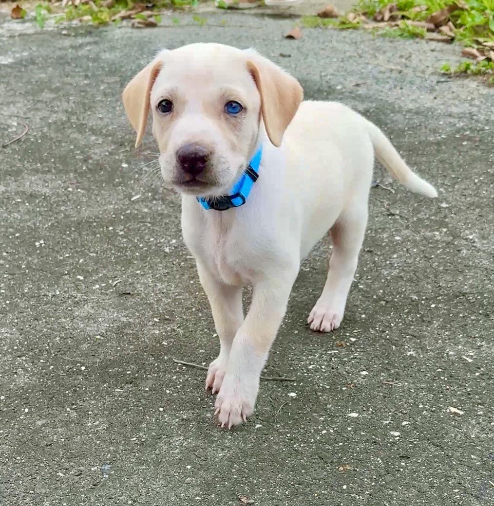 Enlarge Bluey - 1 Blue Eye, Low Rider, Boy Puppy * LOW FEE *, a Adoptable mixed breed in Boston, MA image 4/6