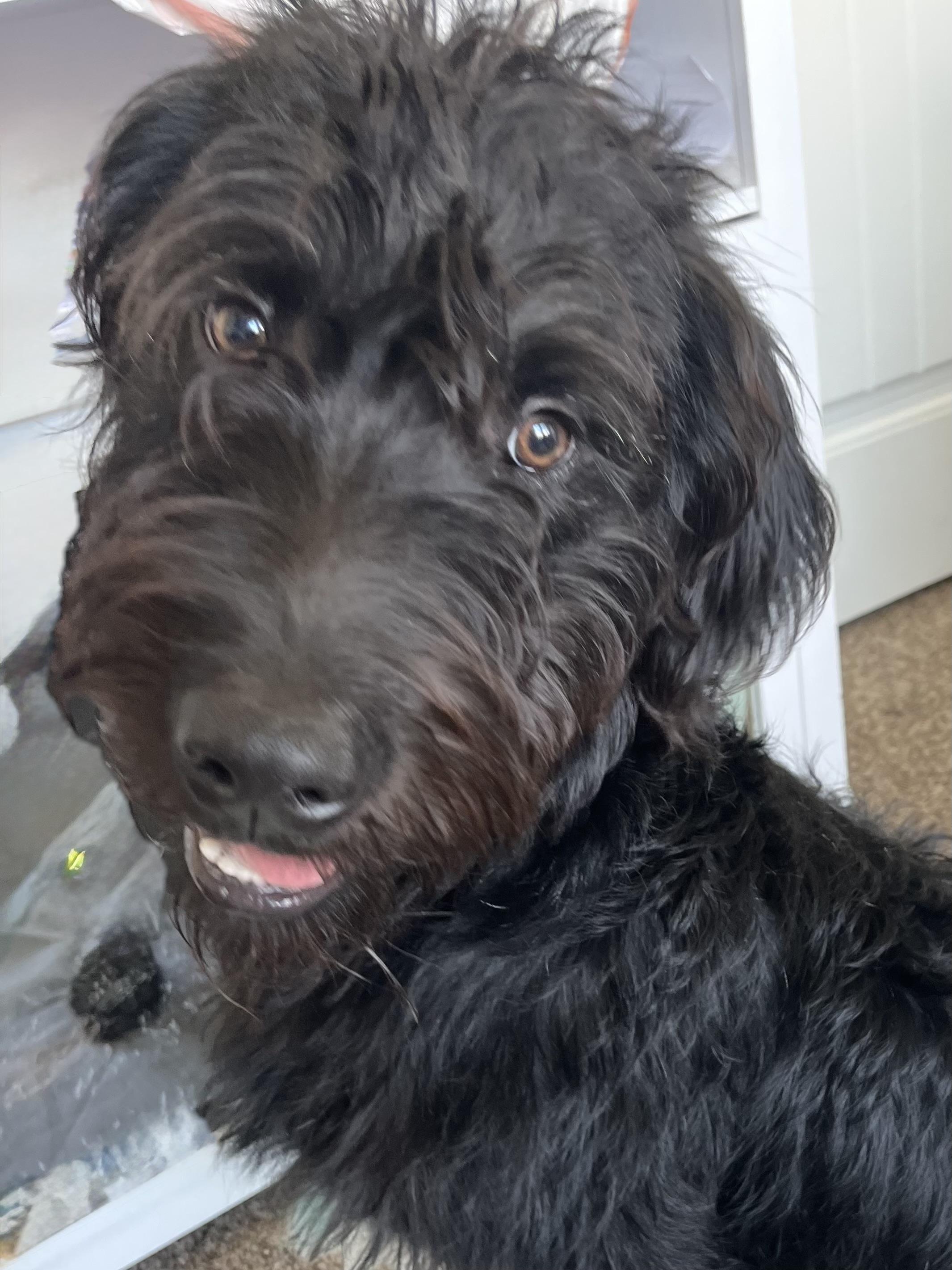 Dixon, a ADOPTABLE Labradoodle in Baker, LA image 1/5