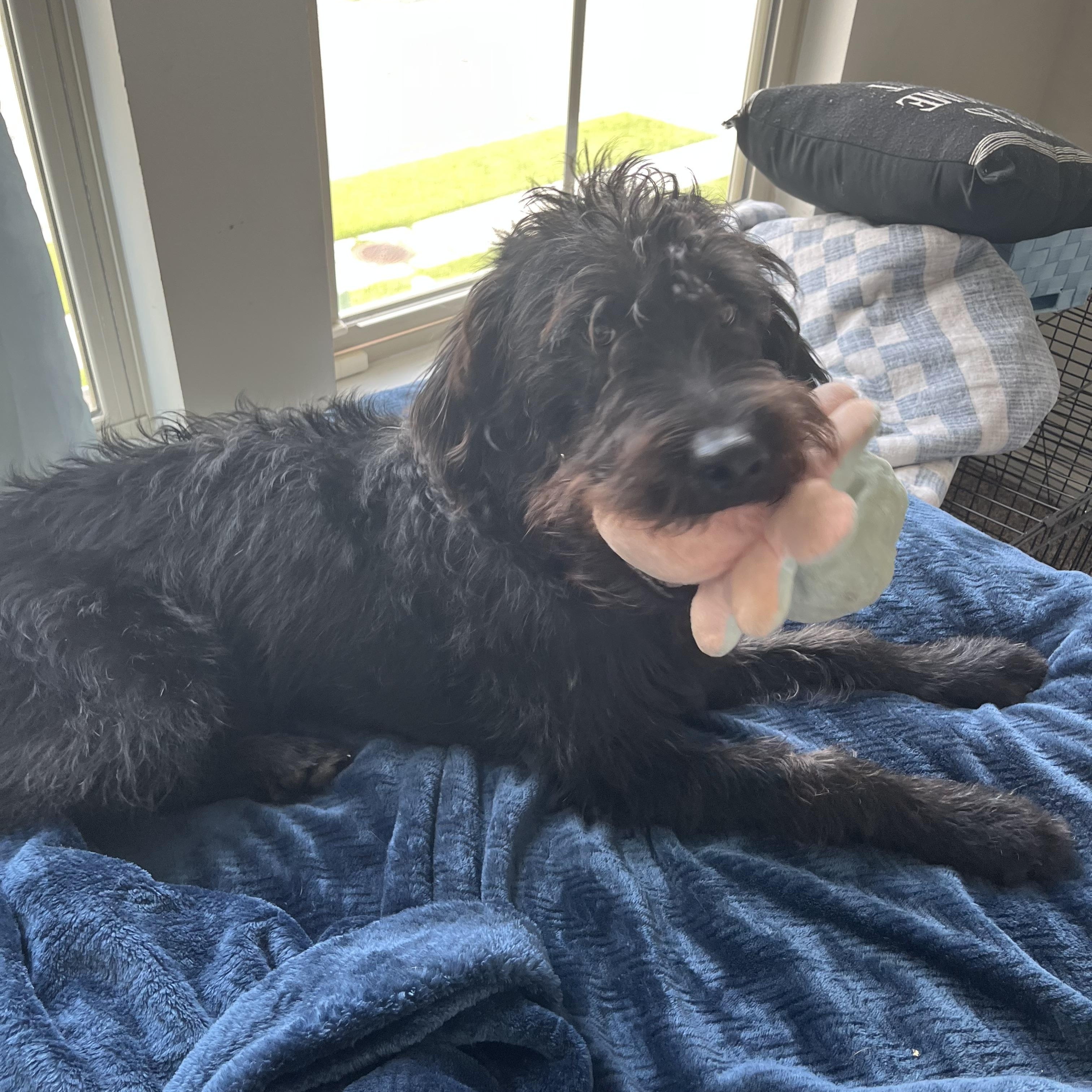 Dixon, a ADOPTABLE Labradoodle in Baker, LA image 2/5