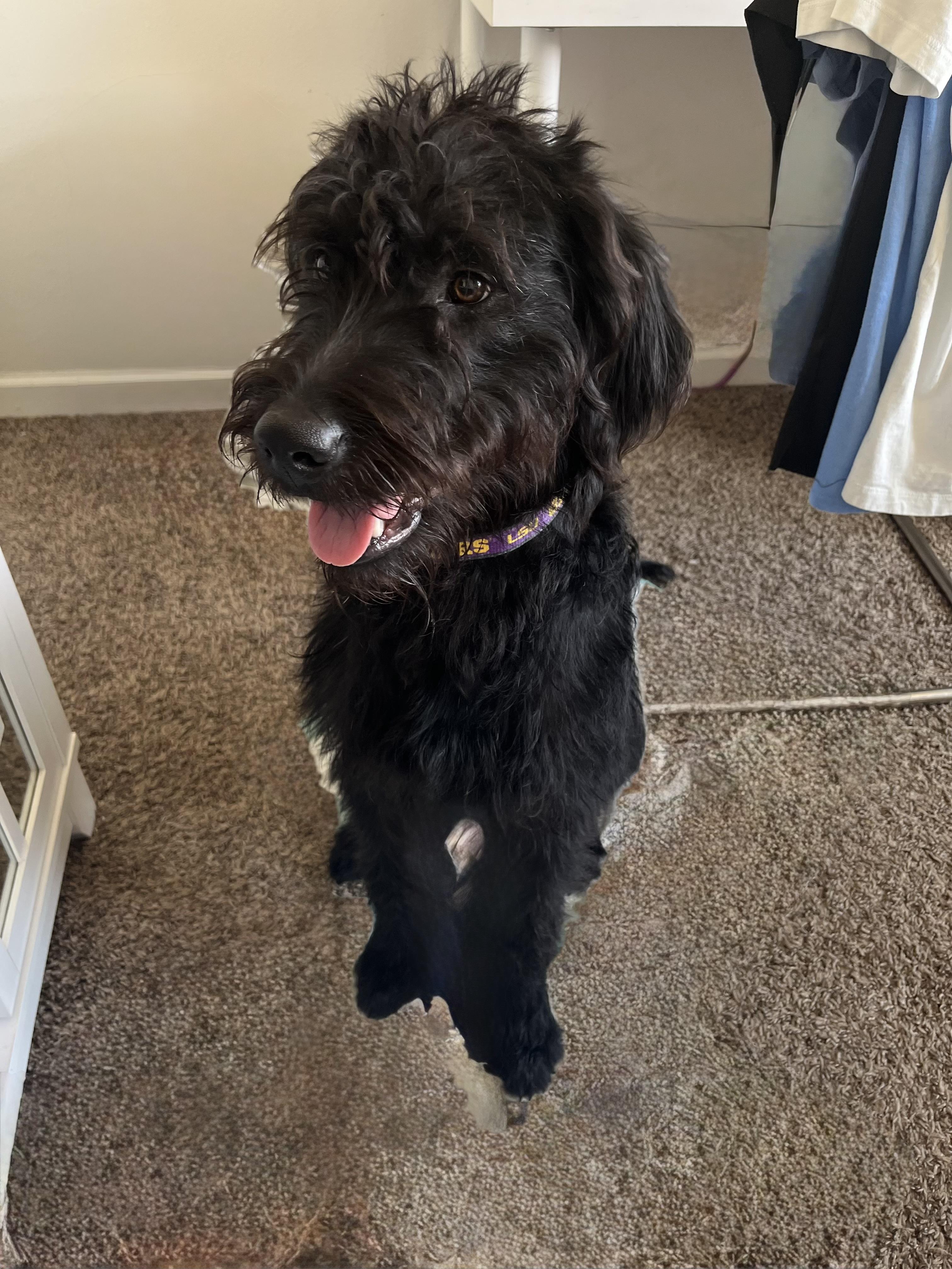 Dixon, a ADOPTABLE Labradoodle in Baker, LA image 4/5