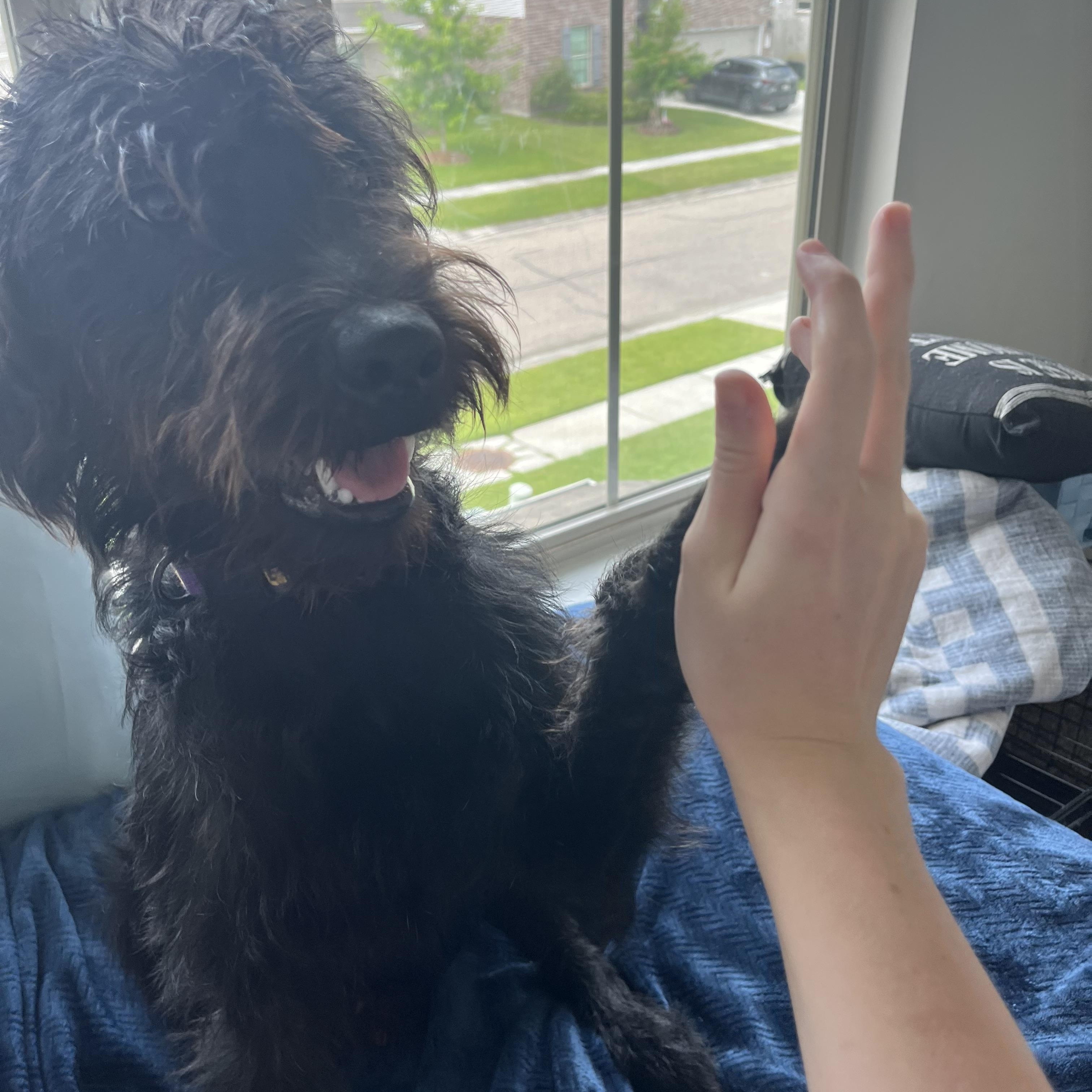 Dixon, a ADOPTABLE Labradoodle in Baker, LA image 3/5