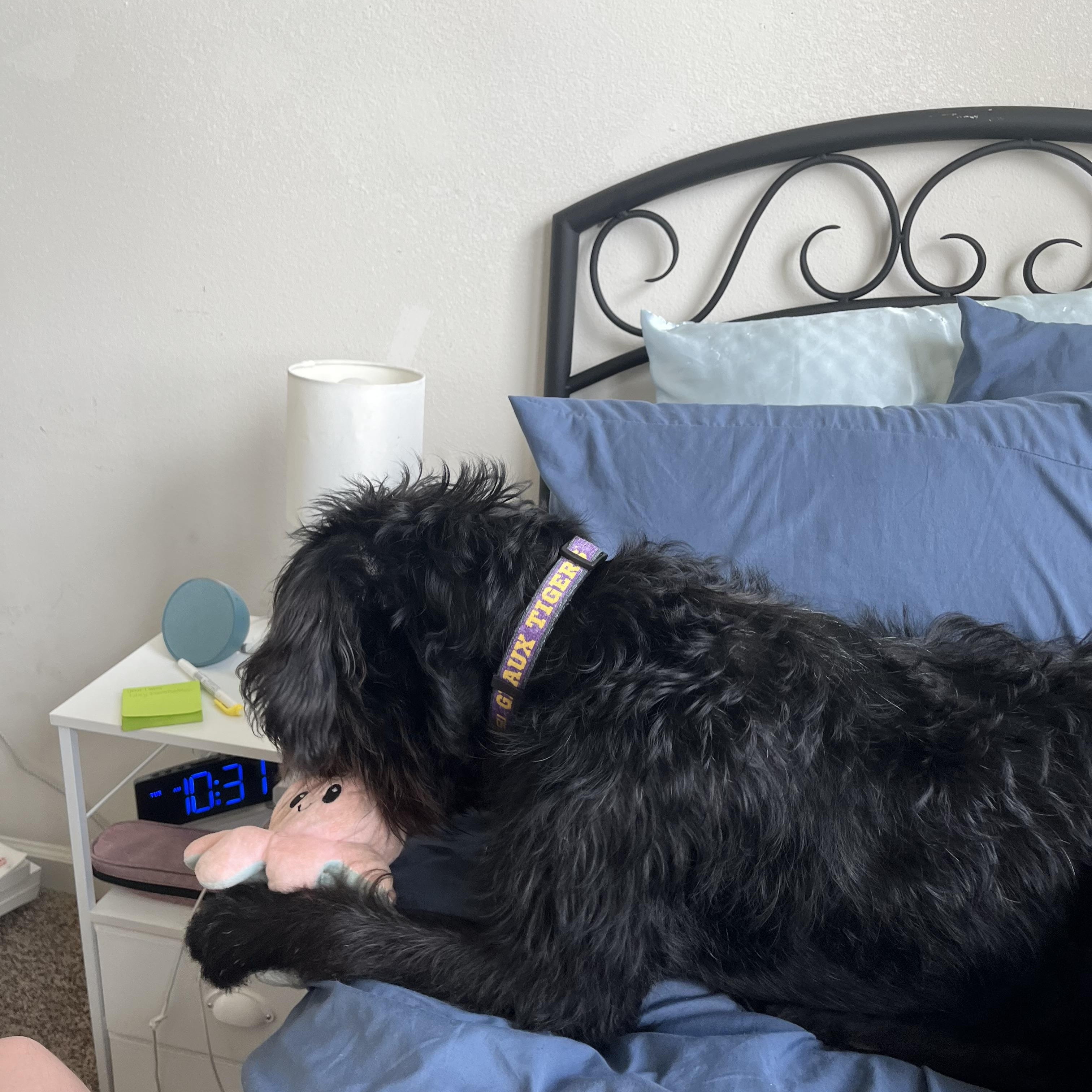 Dixon, a ADOPTABLE Labradoodle in Baker, LA image 5/5