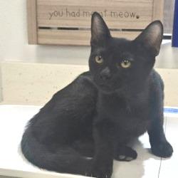 Enlarge Millie, a Adoptable mixed breed in Bullhead City, AZ image 1/2