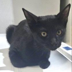 Enlarge Millie, a Adoptable mixed breed in Bullhead City, AZ image 2/2