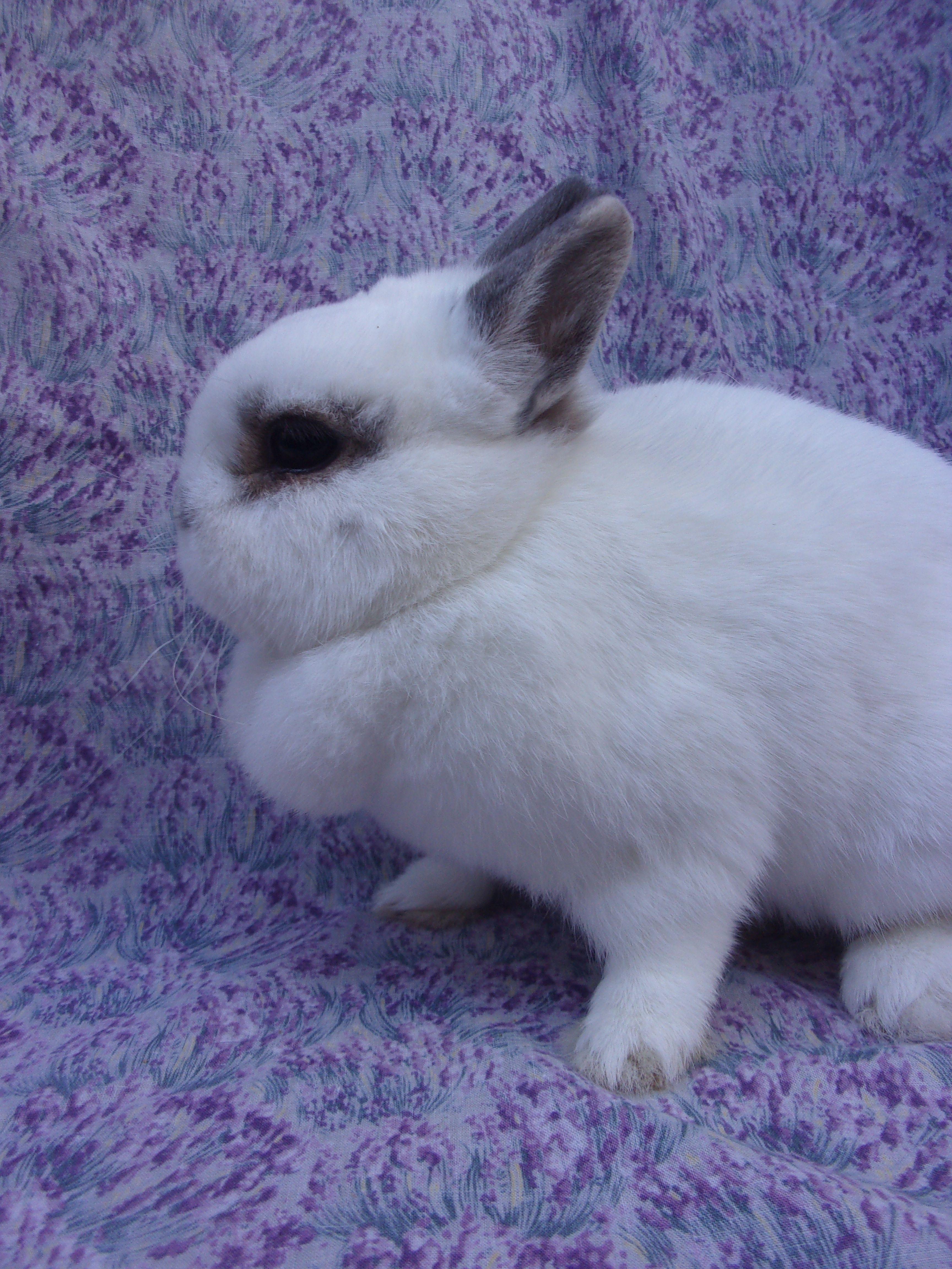 Rabbit for adoption - Lokita, a Netherland Dwarf in Goleta, CA | Petfinder