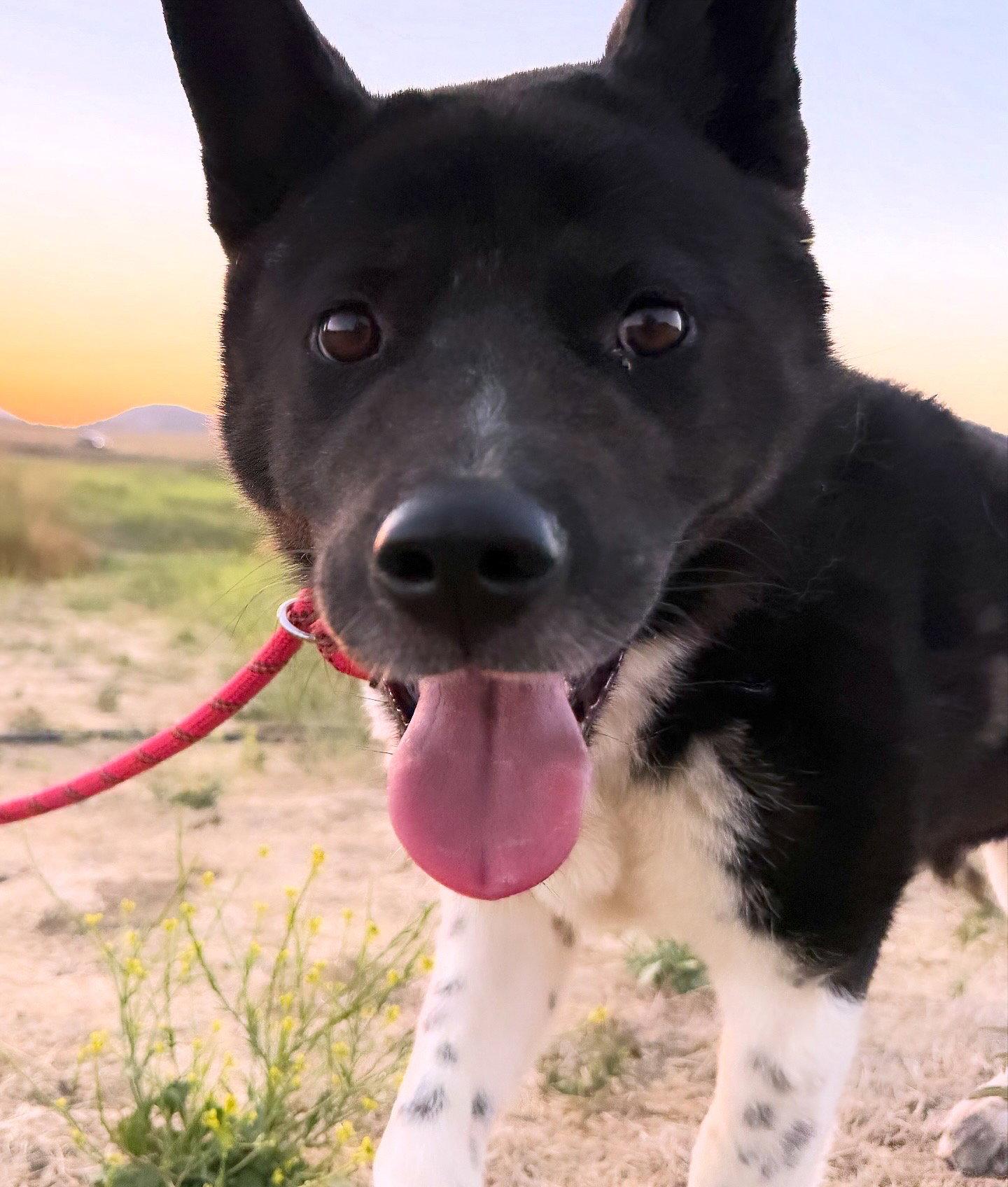 Sierra, Adoptable, Young Female Akita.