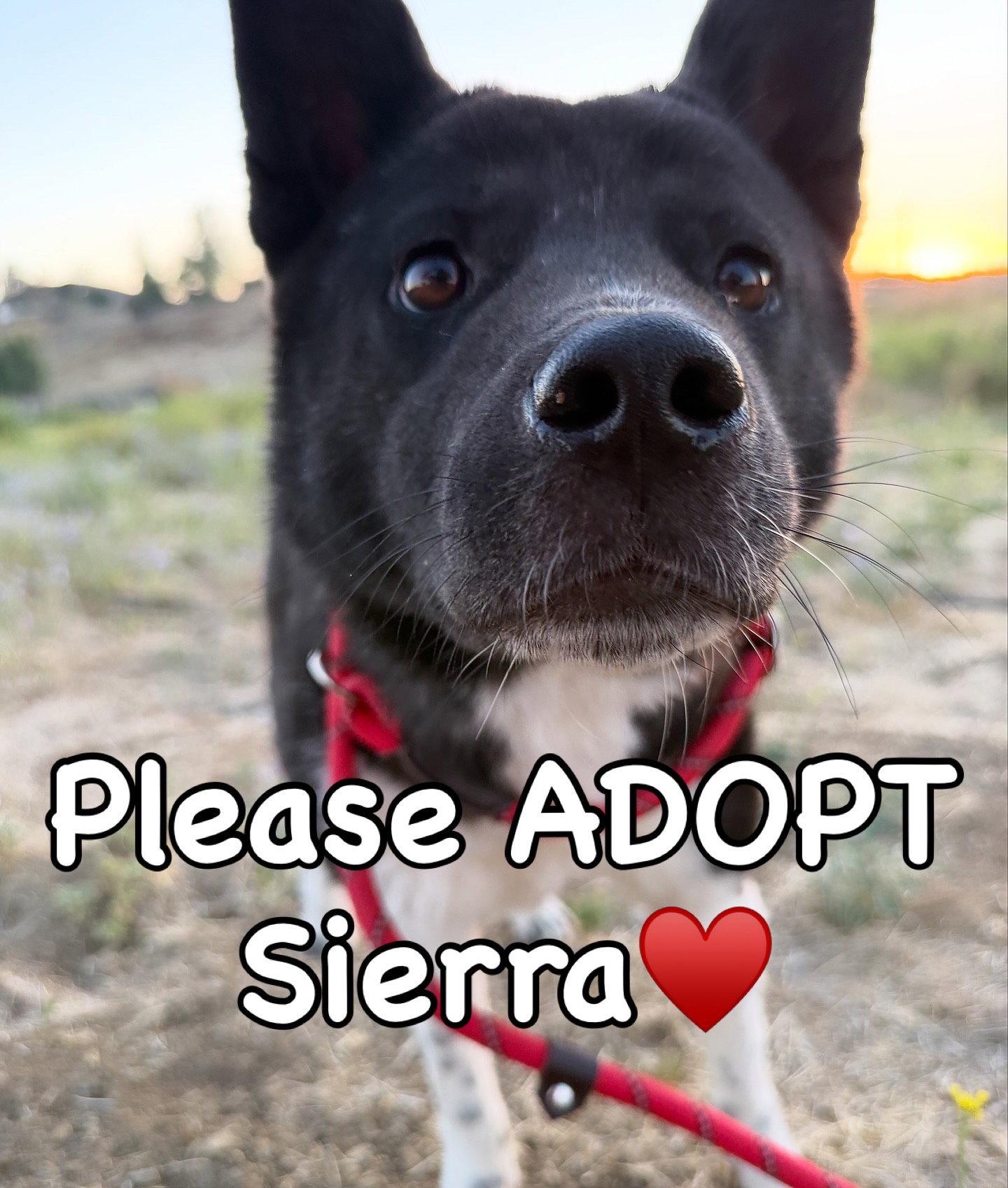 Enlarge Sierra, a Adoptable Akita in Romoland, CA image 2/3