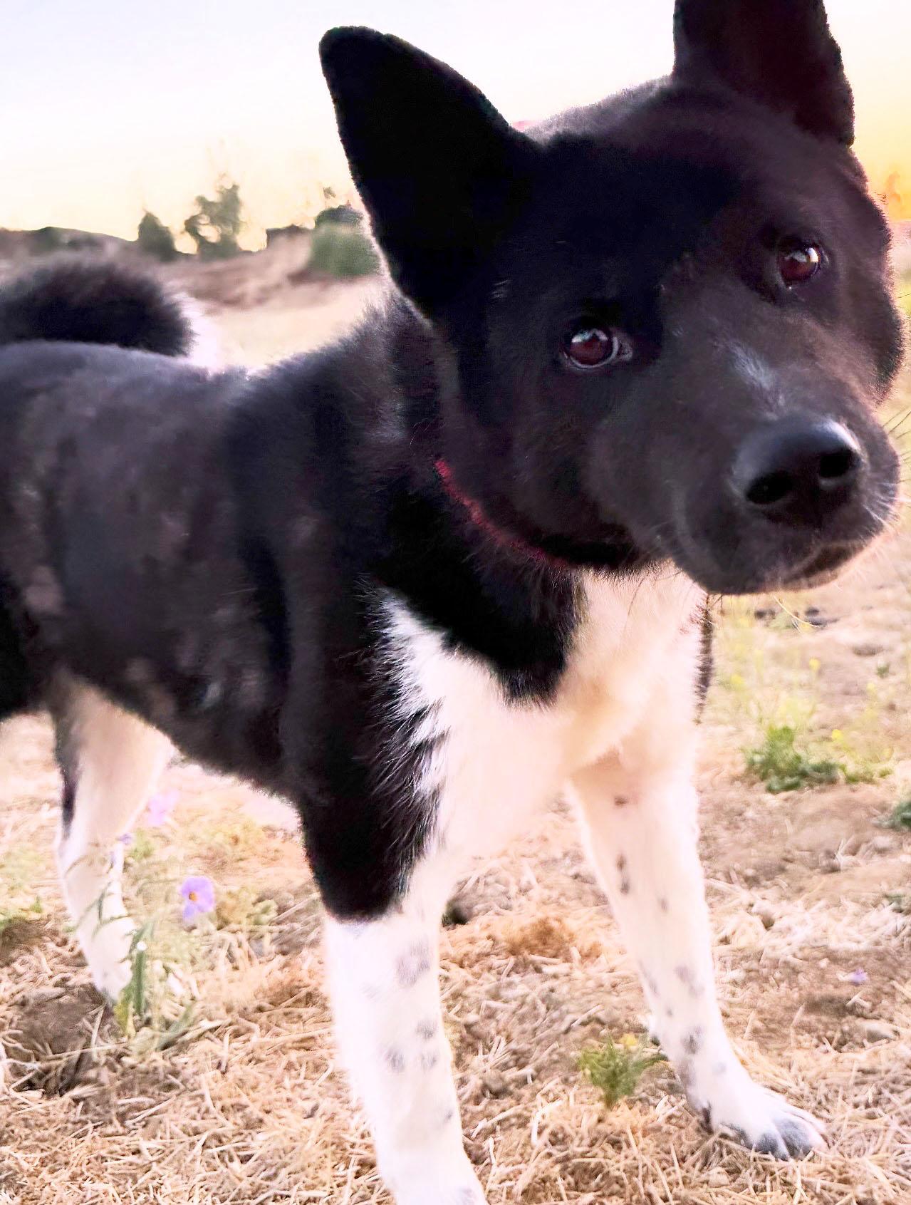 Enlarge Sierra, a Adoptable Akita in Romoland, CA image 3/3