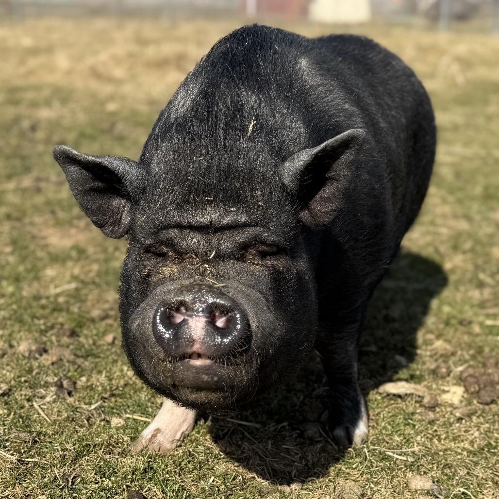 Aaron, Adoptable, Senior Male Vietnamese Pot Bellied.