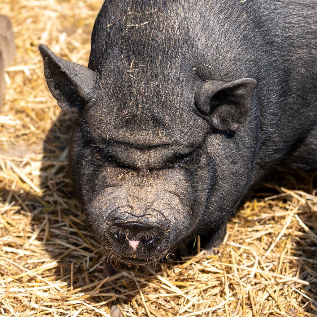 Aaron, a Adoptable Vietnamese Pot Bellied in Fairport, NY image 2/3