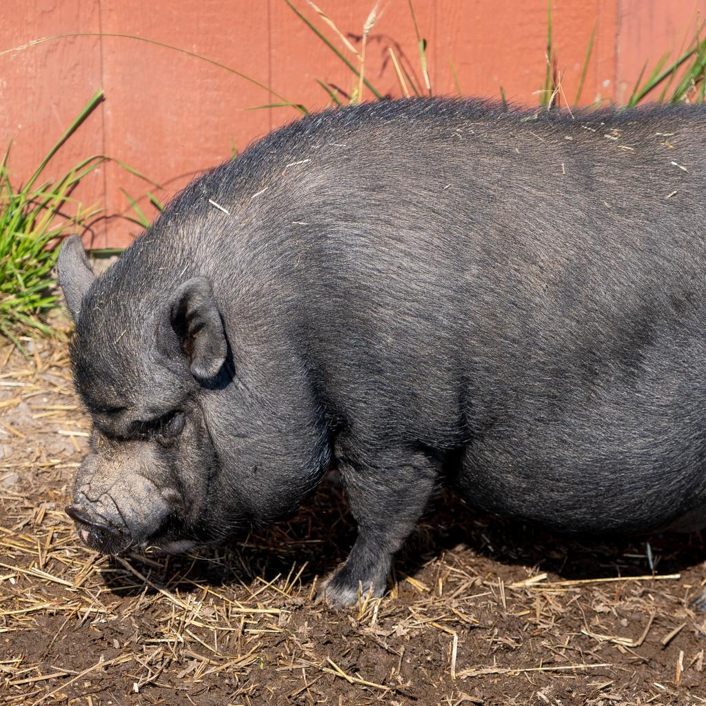 Aaron, a Adoptable Vietnamese Pot Bellied in Fairport, NY image 3/3