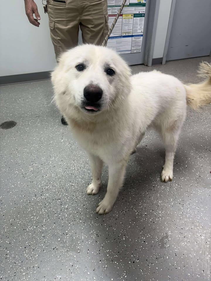 Enlarge Fluff, a Adopted Great Pyrenees in Croydon, NH image 1/3