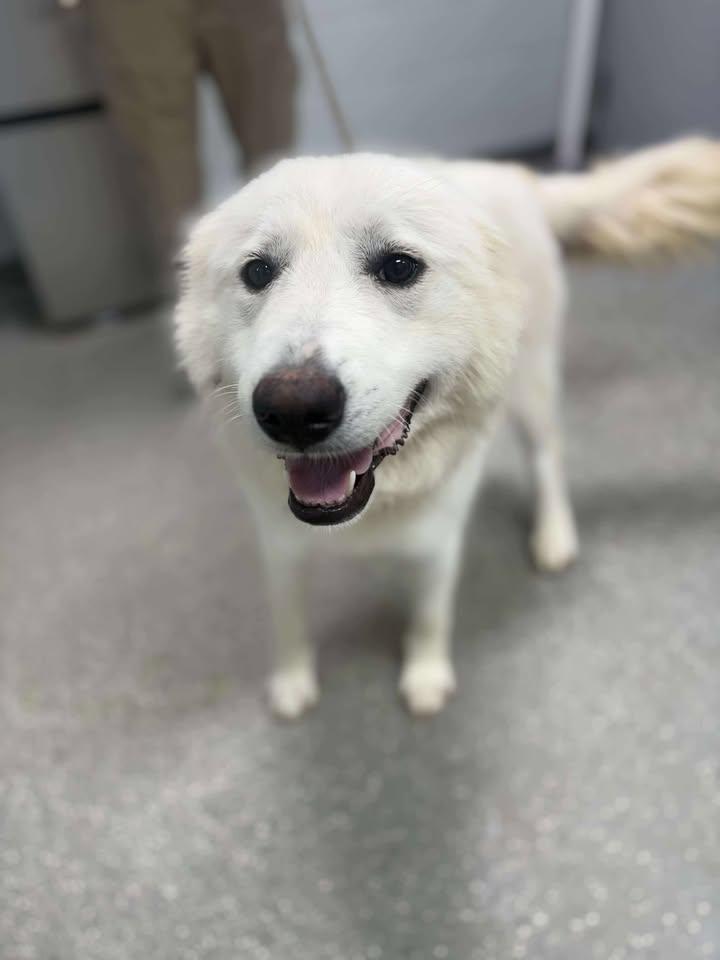 Enlarge Fluff, a Adopted Great Pyrenees in Croydon, NH image 2/3