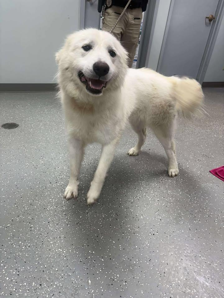 Enlarge Fluff, a Adopted Great Pyrenees in Croydon, NH image 3/3