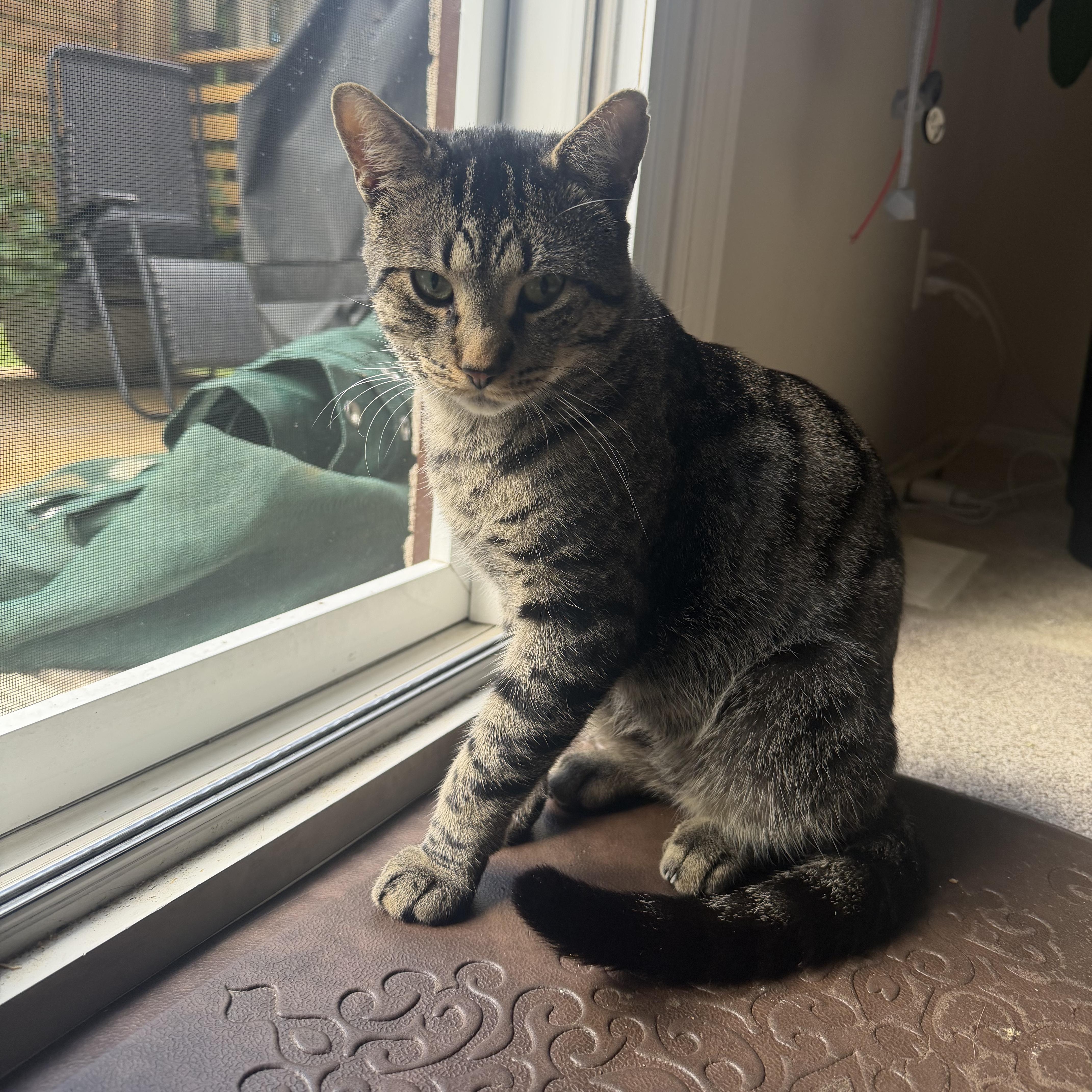 Enlarge Toby, a Adopted Domestic Short Hair in Cambridge, ON image 4/4