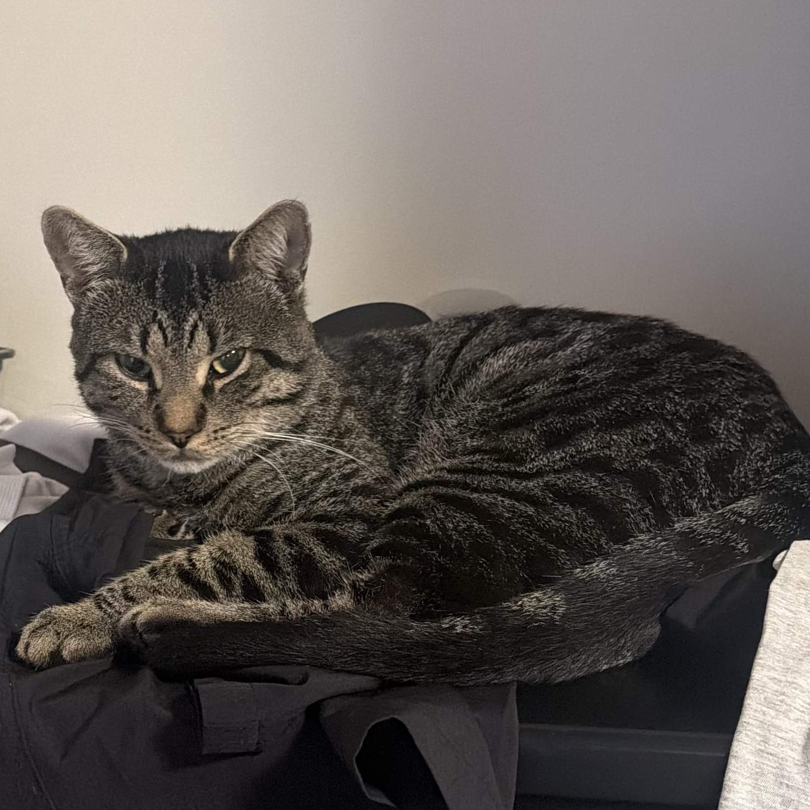 Enlarge Toby, a Adopted Domestic Short Hair in Cambridge, ON image 3/4