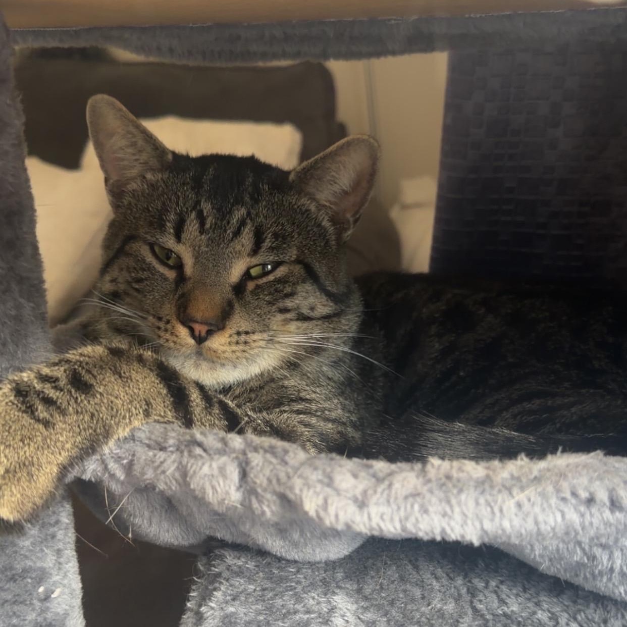 Enlarge Toby, a Adopted Domestic Short Hair in Cambridge, ON image 2/4