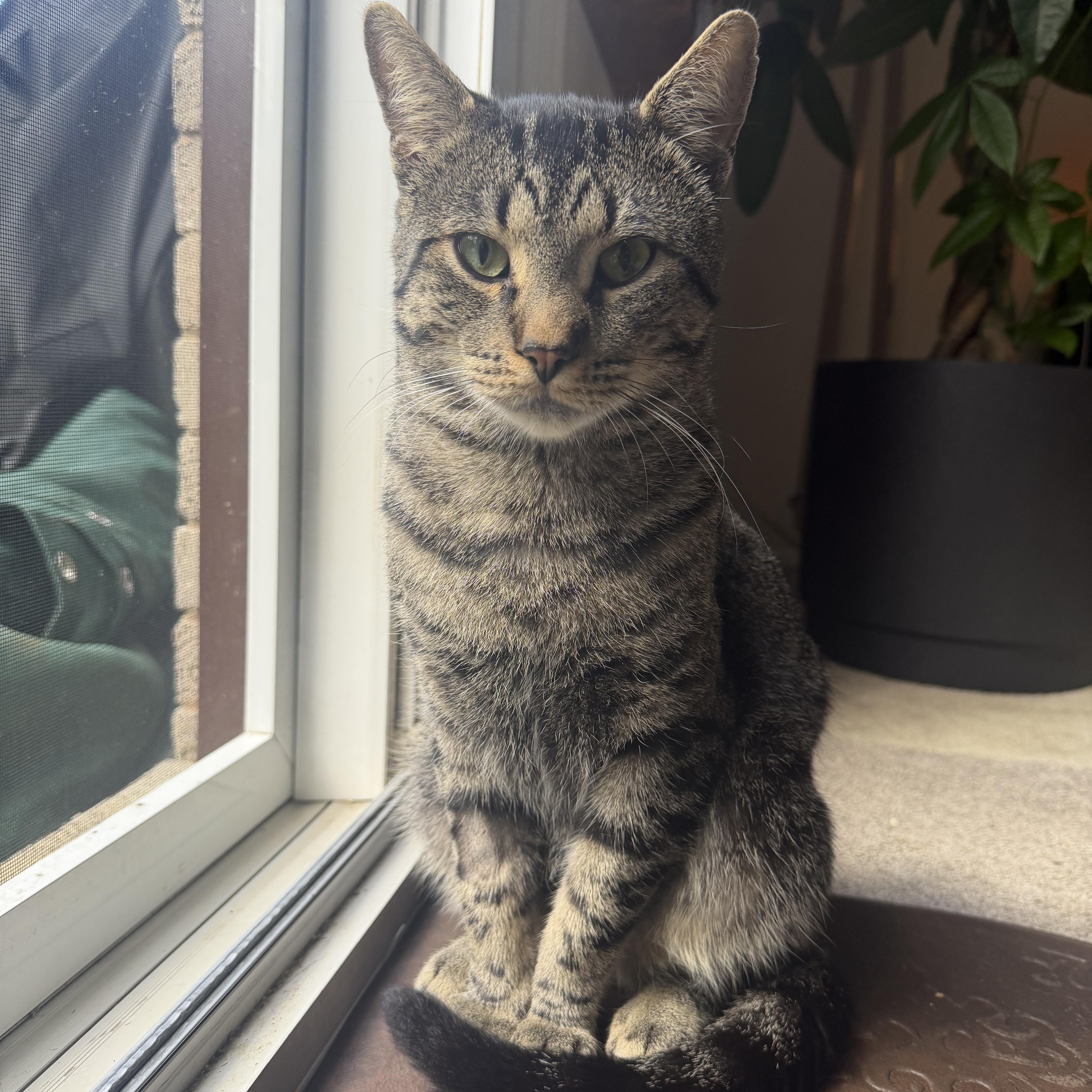 Enlarge Toby, a Adopted Domestic Short Hair in Cambridge, ON image 1/4