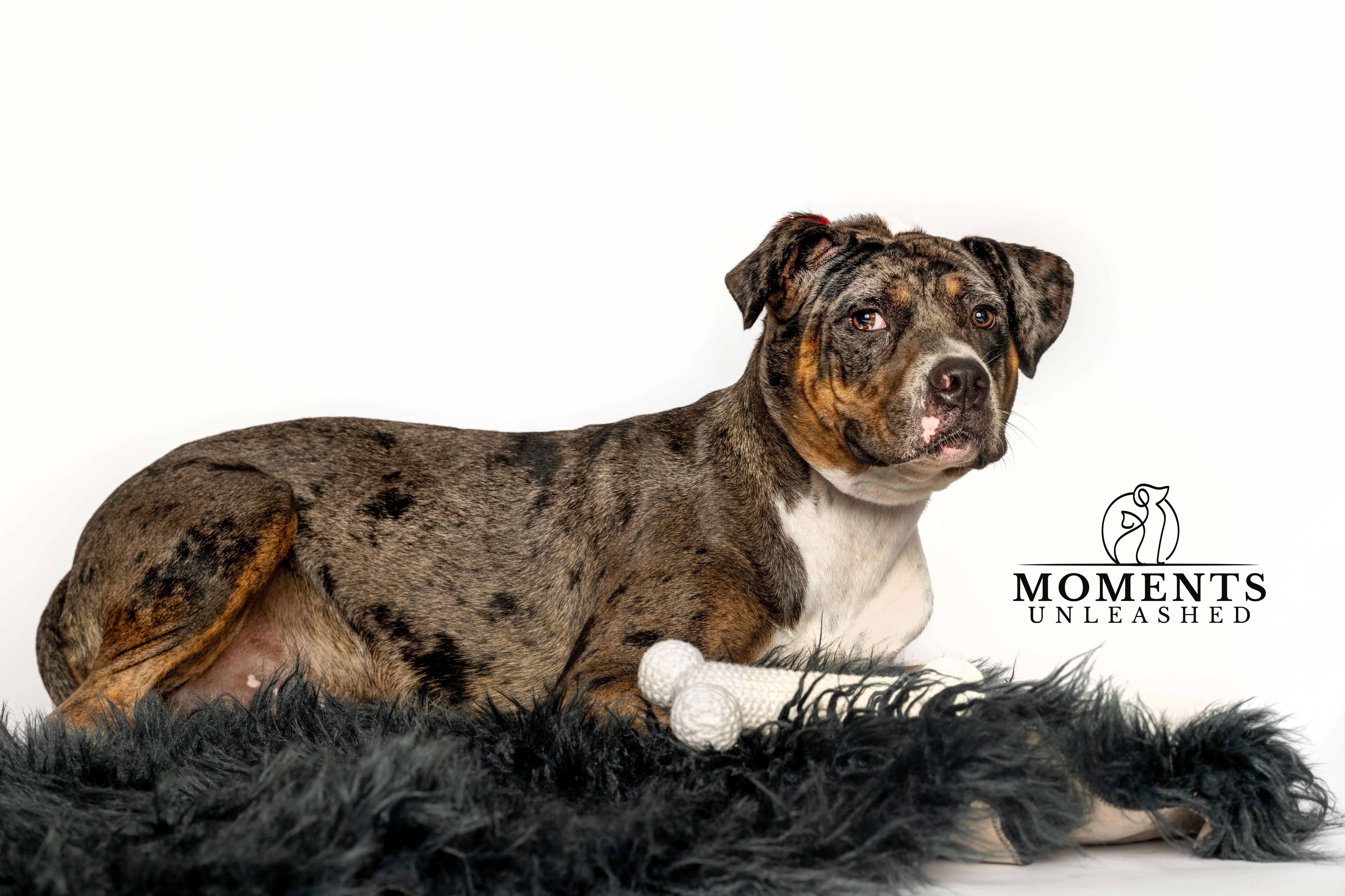 Ruben, a Adoptable mixed breed in Myakka City, FL image 4/5