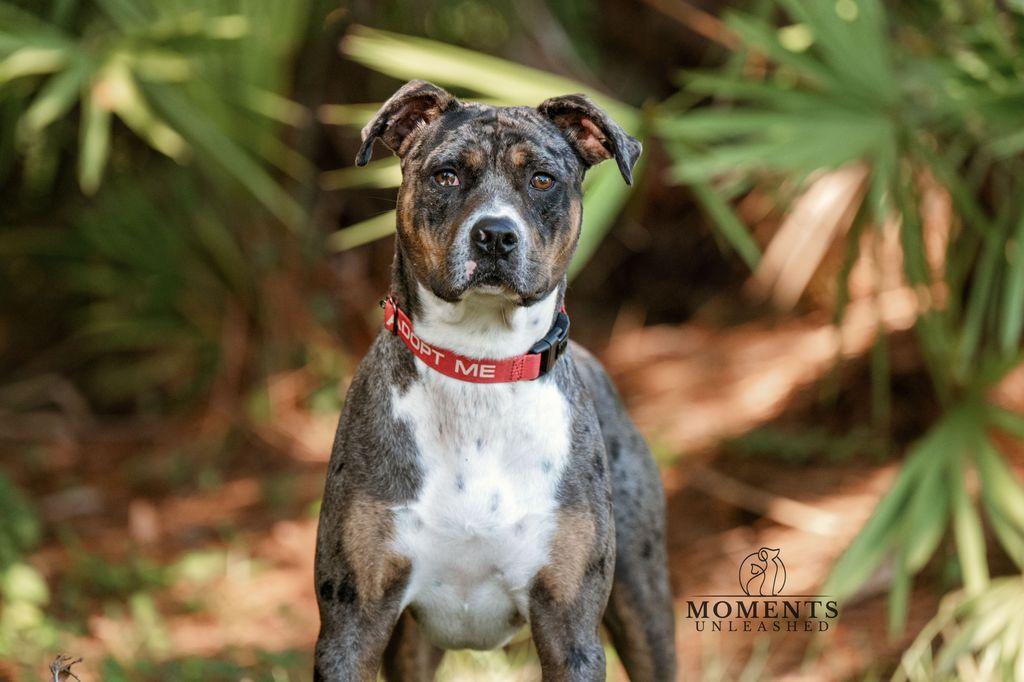 Enlarge Ruben, a Adoptable mixed breed in Myakka City, FL image 3/6