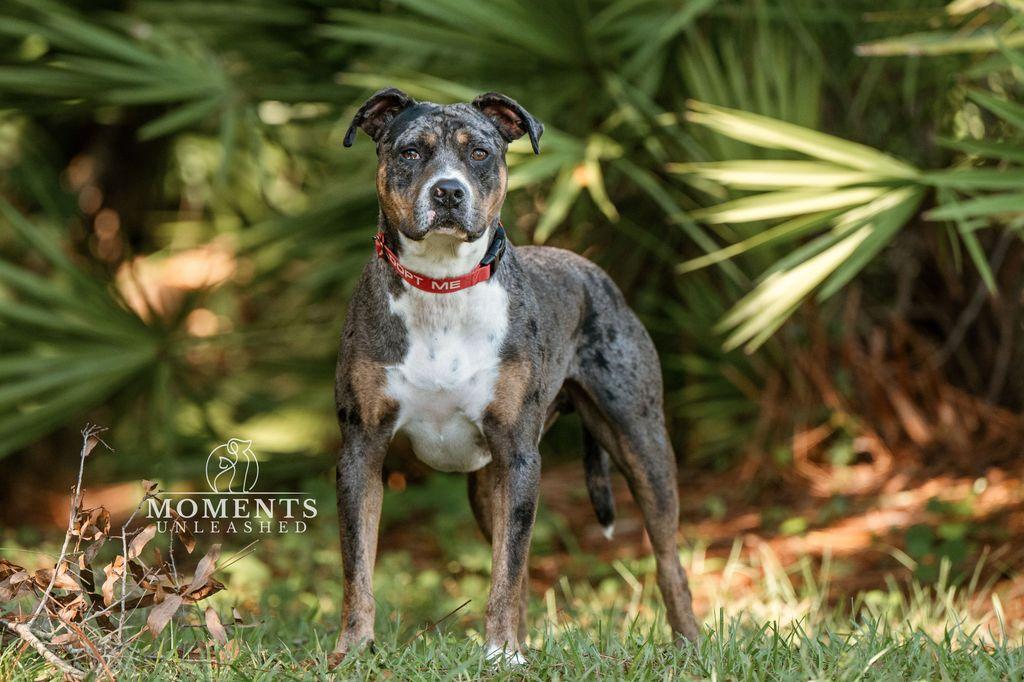 Ruben, Adoptable, Young Male American Staffordshire Terrier.