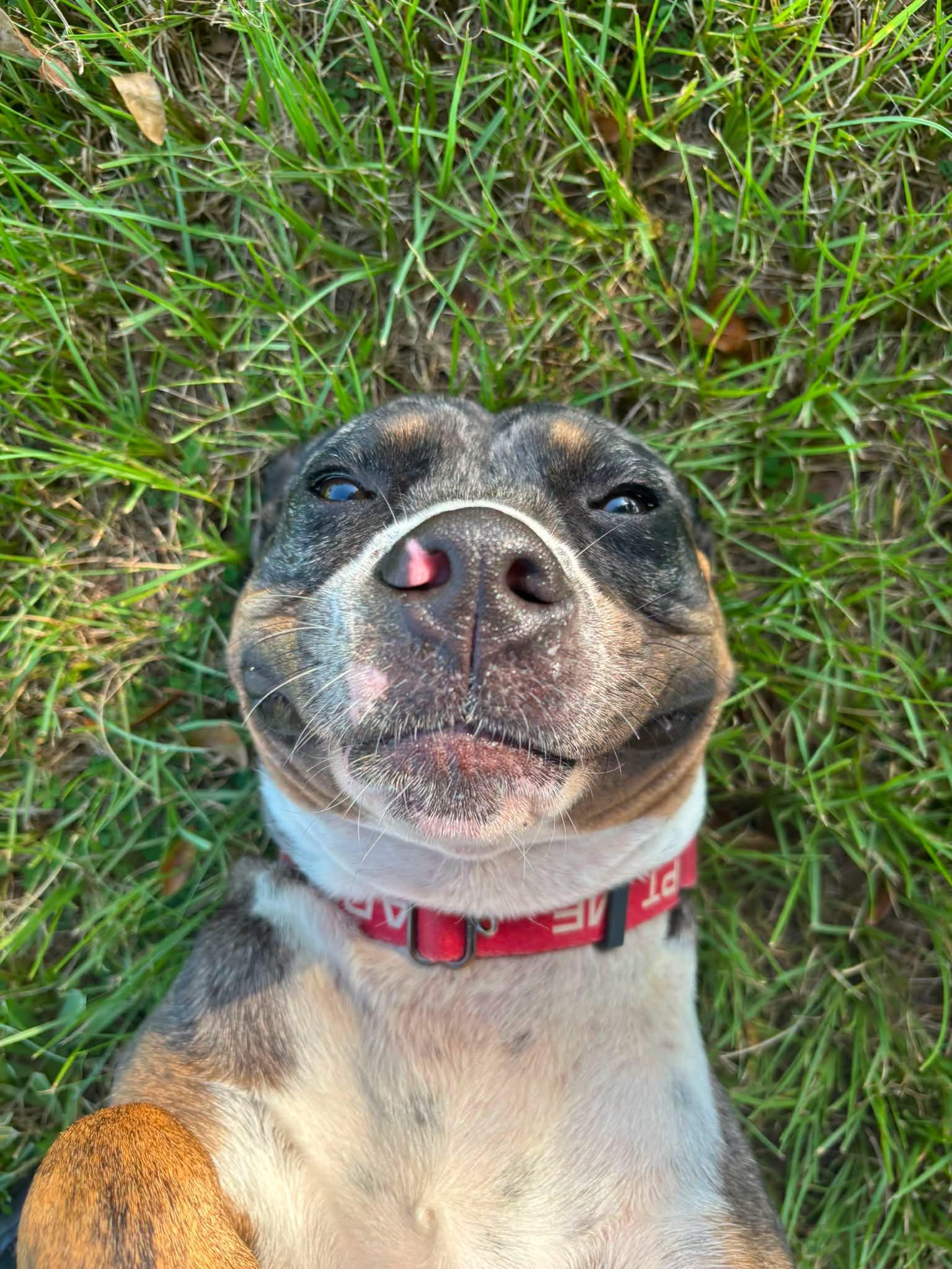 Ruben, a Adoptable mixed breed in Myakka City, FL image 5/5