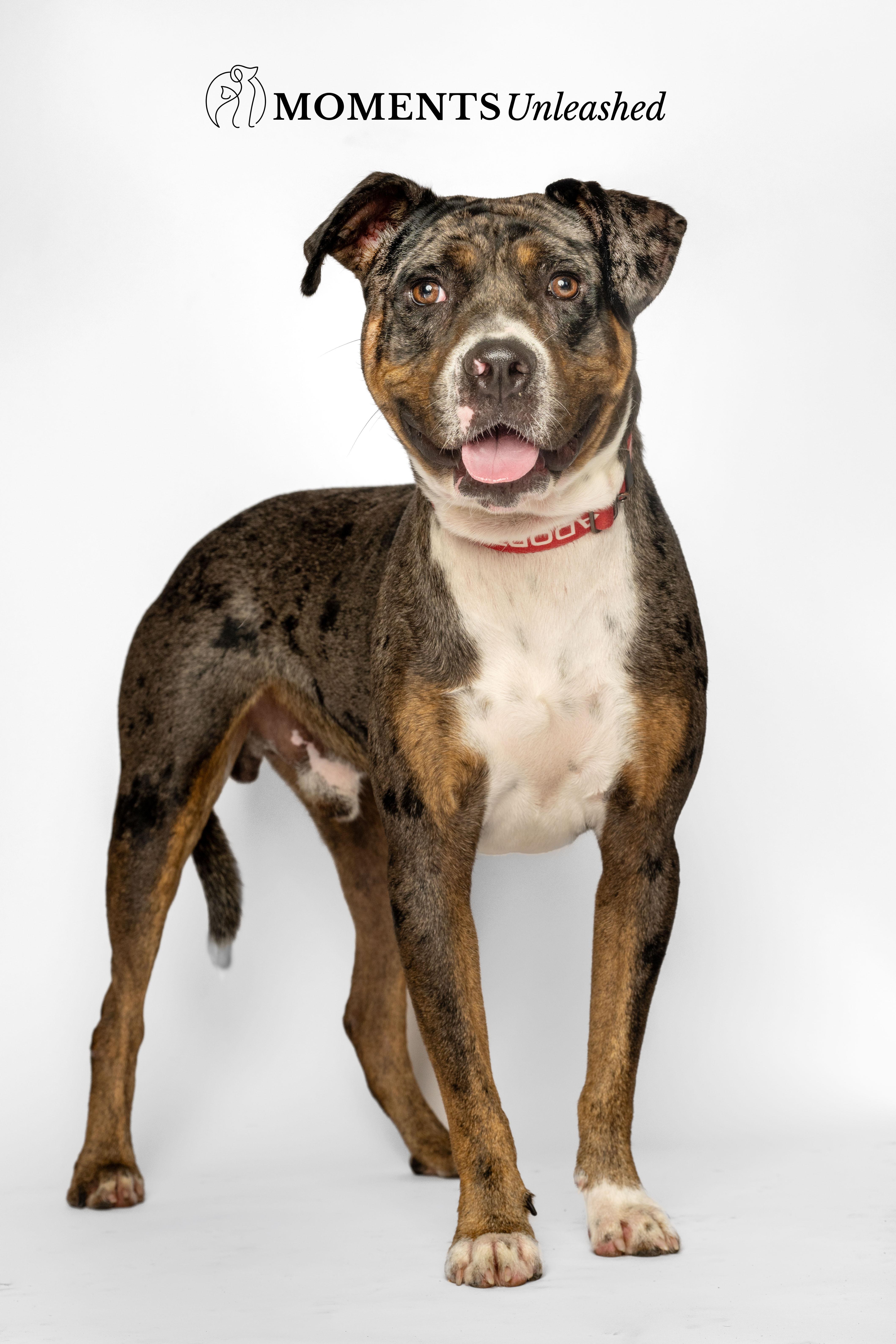 Ruben, a Adoptable mixed breed in Myakka City, FL image 1/5