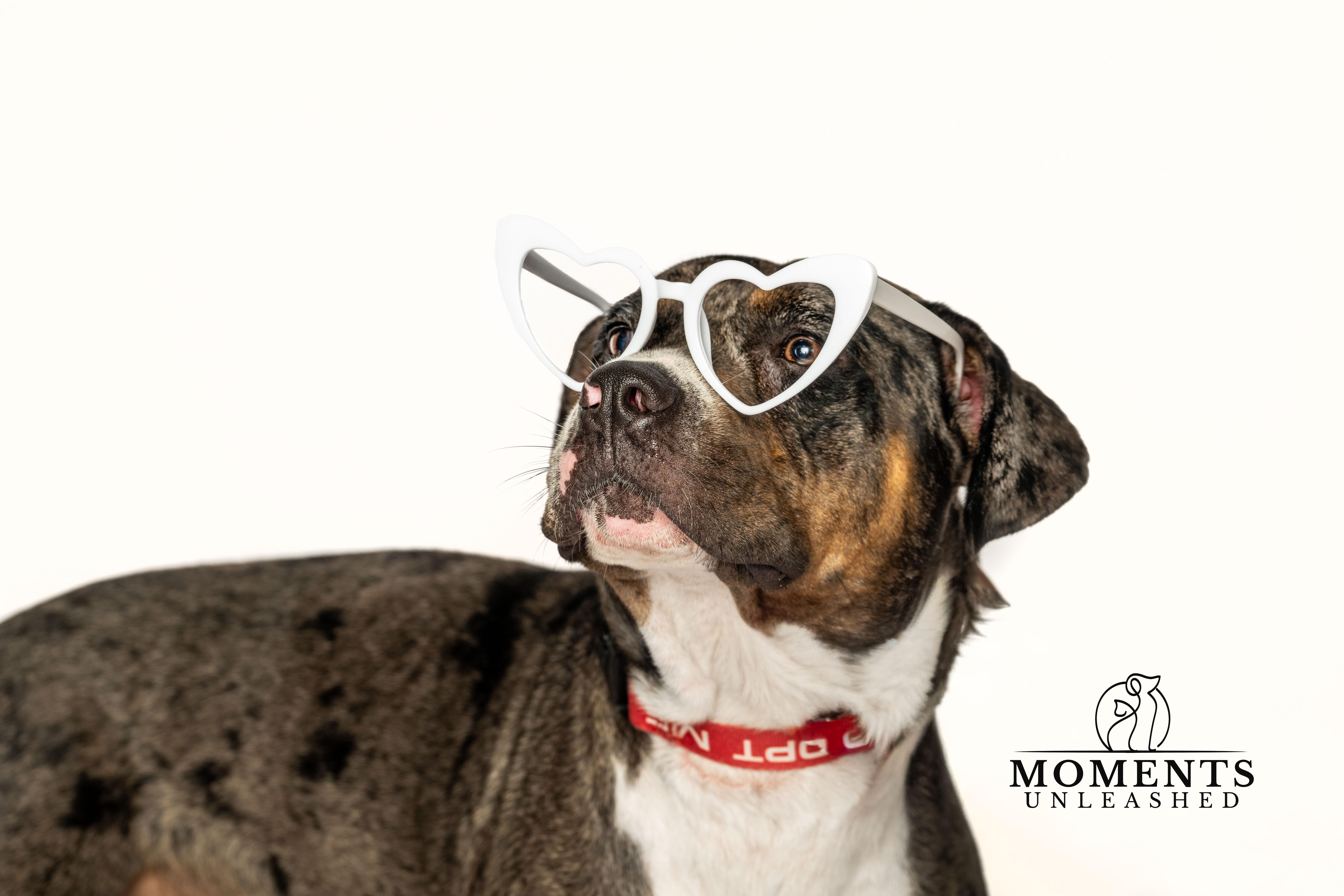 Ruben, a Adoptable mixed breed in Myakka City, FL image 2/5