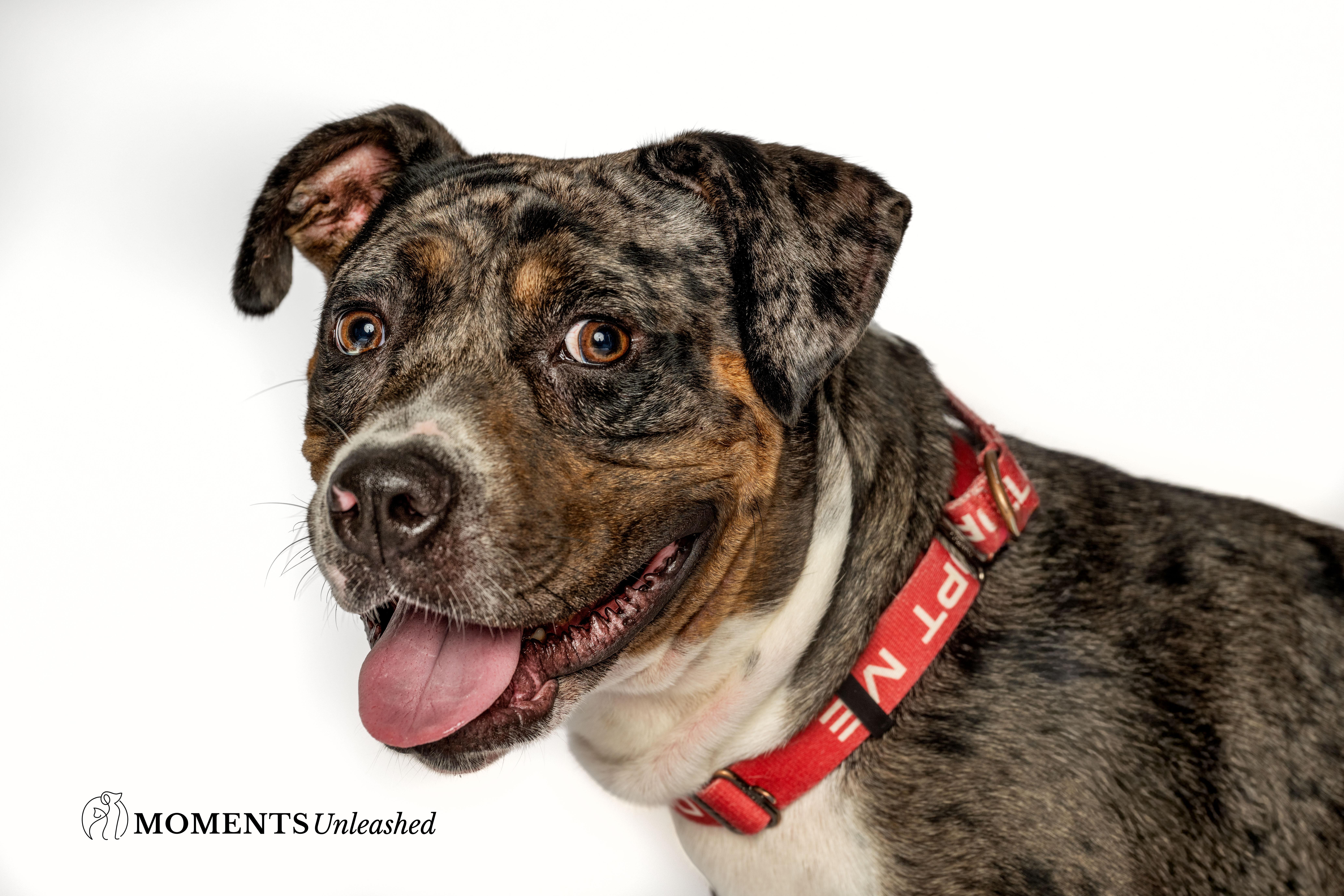 Ruben, a Adoptable mixed breed in Myakka City, FL image 3/5