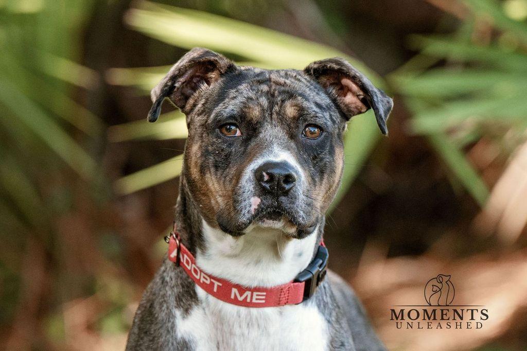 Enlarge Ruben, a Adoptable mixed breed in Myakka City, FL image 2/6