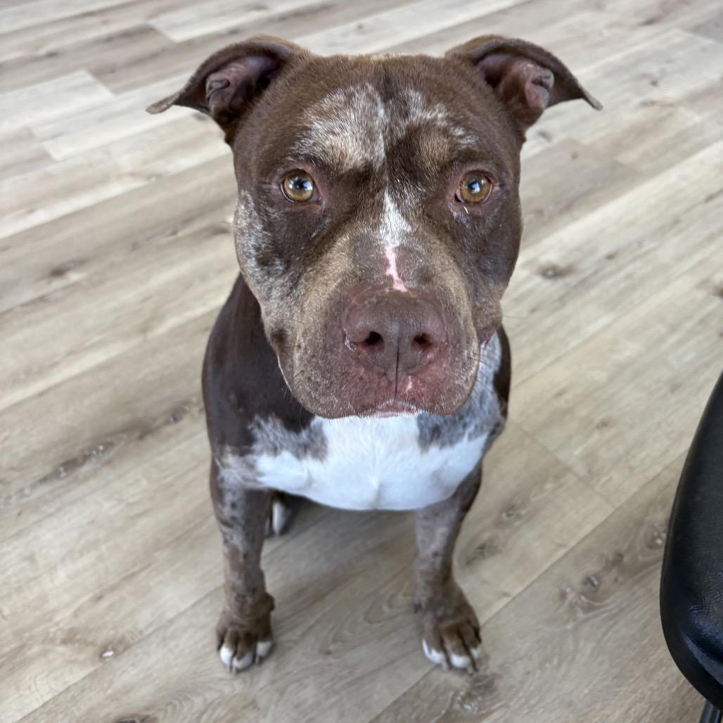 Sarge, Adoptable, Adult Male Pit Bull Terrier.