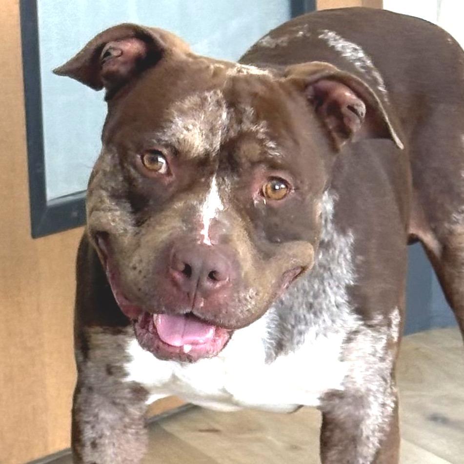Enlarge Sarge, a Adoptable Pit Bull Terrier in Idaho Falls, ID image 2/6