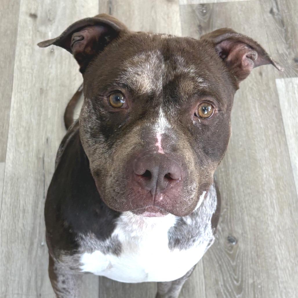 Enlarge Sarge, a Adoptable Pit Bull Terrier in Idaho Falls, ID image 3/6