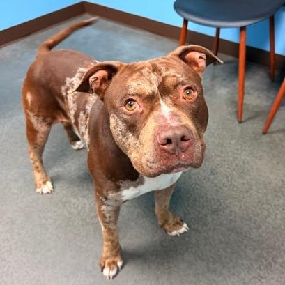 Enlarge Sarge, a Adoptable Pit Bull Terrier in Idaho Falls, ID image 4/6