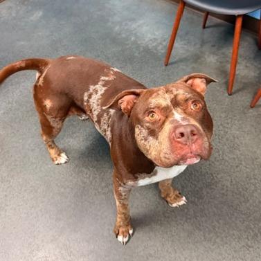 Enlarge Sarge, a Adoptable Pit Bull Terrier in Idaho Falls, ID image 5/6