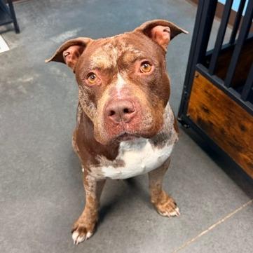 Enlarge Sarge, a Adoptable Pit Bull Terrier in Idaho Falls, ID image 6/6