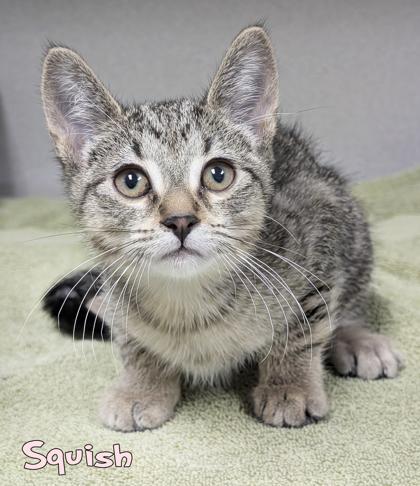 Squish, Adoptable, Kitten Female Domestic Short Hair & Domestic Short Hair.