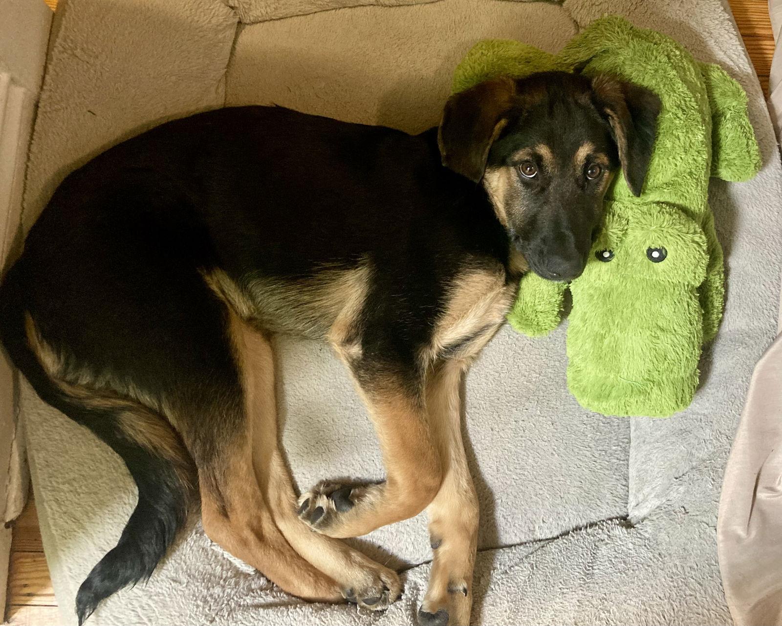 Hero Iron Man, Adoptable, Puppy Male German Shepherd Dog.