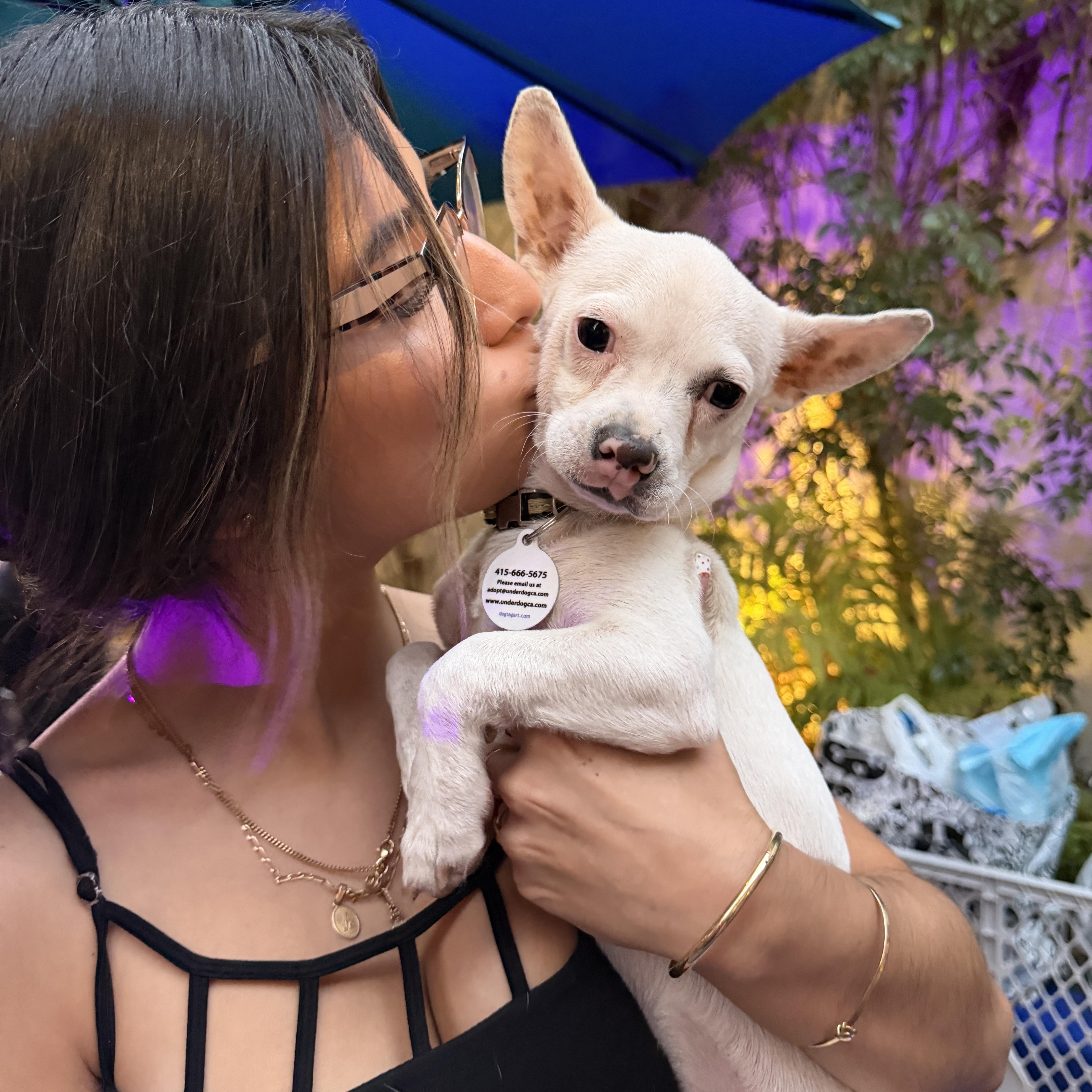 Ryder, Adoptable, Puppy Male Jack Russell Terrier & Chihuahua.