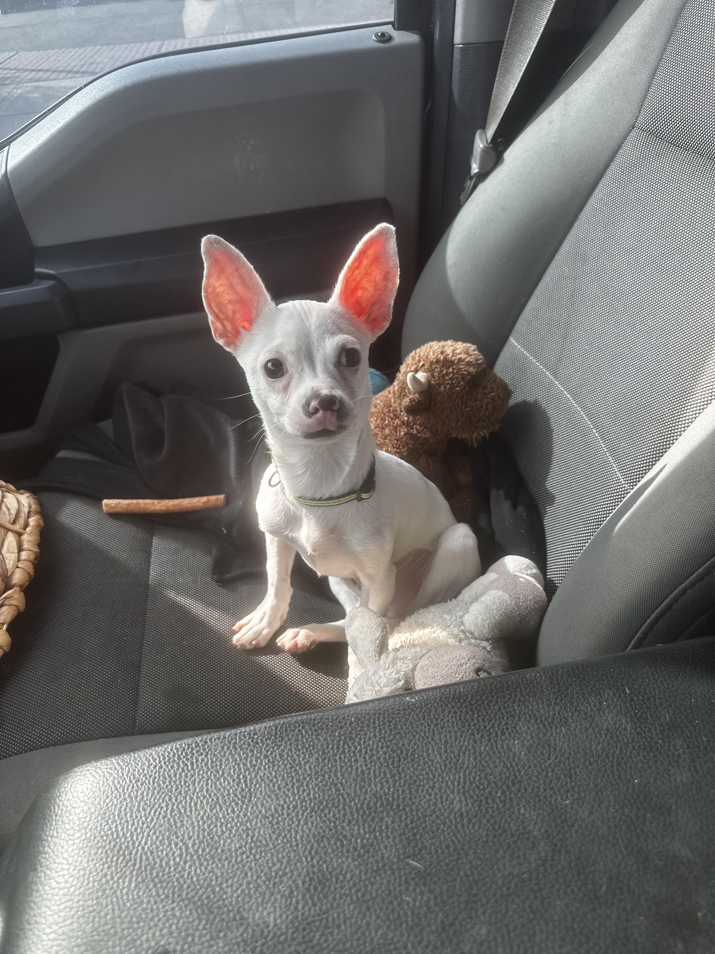 Enlarge Ryder, a Adoptable mixed breed in clayton , CA image 2/3